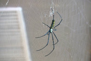 Dev Altın Küre Weaver Büyük Örümcek ağda oturuyor. Yüksek kaliteli FullHD görüntüler