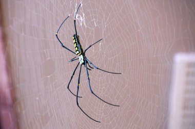 Dev Altın Küre Weaver Büyük Örümcek ağda oturuyor. Yüksek kaliteli FullHD görüntüler