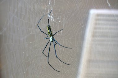 Dev Altın Küre Weaver Büyük Örümcek ağda oturuyor. Yüksek kaliteli FullHD görüntüler