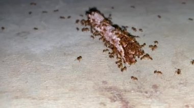 Bir grup karınca sokakta hayvan kemiği yiyor. Yüksek kaliteli FullHD görüntüler