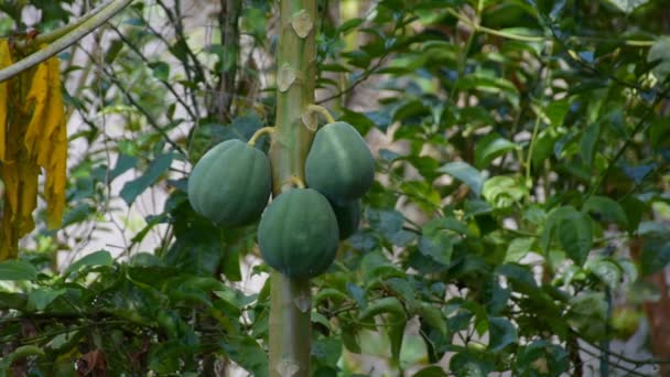 Papaya Frukter Ett Träd Tropiska Frukter Fotografier — Stockvideo