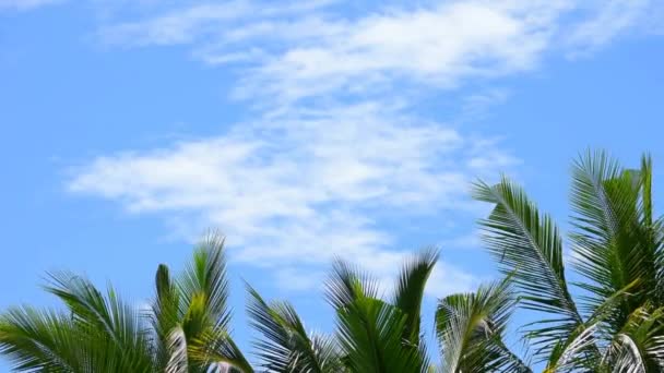 Palmy Kołyszą Się Wietrze Przeciwko Błękitnemu Niebu Chmurami Tropikalny Las — Wideo stockowe