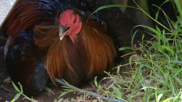 Tavuk Bir Barınakta Sıcaktan Saklanır Derin Derin Nefes Alır Tam — Stok video