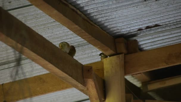 麻雀生活在房子的屋顶下 Fullhd视频 — 图库视频影像