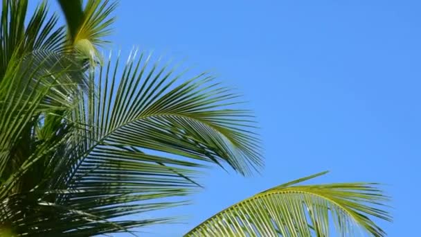Palmbomen Zwaaien Wind Tegen Een Blauwe Lucht Met Wolken Een — Stockvideo