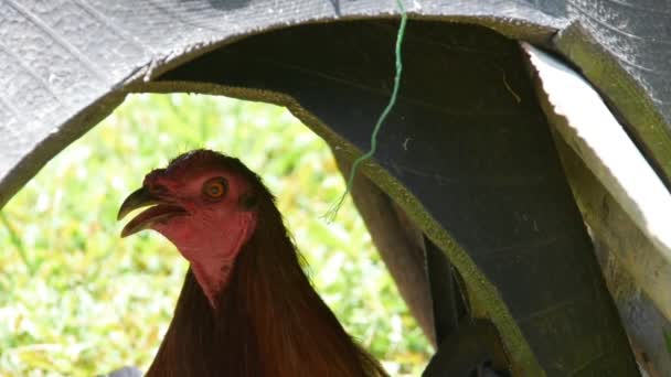 Kurczak Chowa Się Przed Upałem Schronisku Ciężko Oddycha Nagrania Full — Wideo stockowe