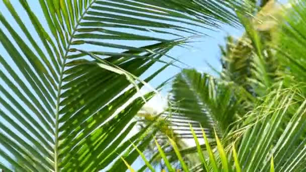 Palm Bladeren Zwaaien Wind Tegen Een Blauwe Lucht Met Wolken — Stockvideo