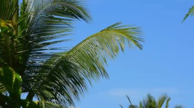 Rüzgarda sallanan palmiye yaprakları bulutlu mavi gökyüzüne karşı. Tropikal bir orman. Tam HD görüntüler