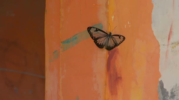 一只黑色蝴蝶拍打着翅膀 坐在漆成橙色的墙上 Fullhd视频 — 图库视频影像