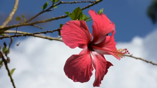 Close Uma Flor Hibisco Tropical Contra Fundo Céu Nuvens Imagens — Vídeo de Stock