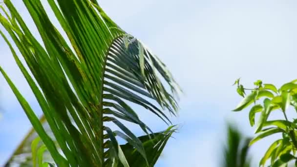 Palmy Kołyszą Się Wietrze Przeciwko Błękitnemu Niebu Chmurami Tropikalny Las — Wideo stockowe
