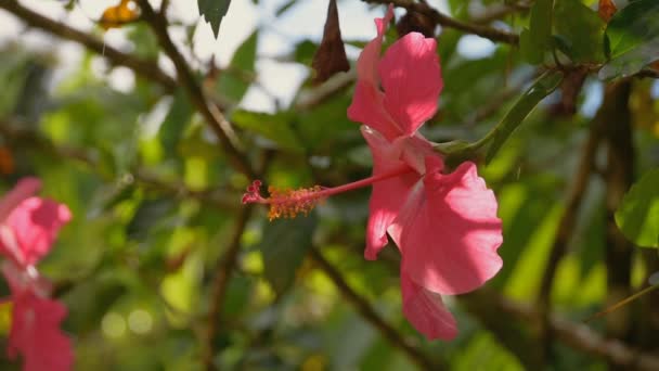 Gros Plan Une Fleur Hibiscus Tropicale Sur Fond Ciel Nuages — Video