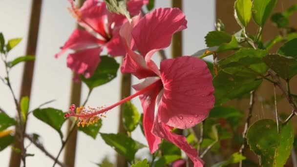 Close Tropical Hibiscus Flower Dark Background Drops Light Rain Fullhd — Stock Video