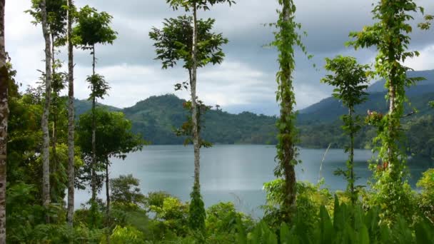 Ağaçların Arasında Tropikal Bir Göl Manzarası Sakin Tam Görüntüler — Stok video