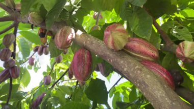 Yaprakların arasındaki ağaçtaki kakao kabukları. Tam HD görüntüler