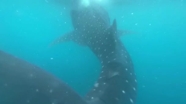Velký Velrybí Žralok Poblíž Hladiny Oceánu Neklidné Vodě Fullhd Záznam — Stock video