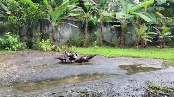 バナナの木や熱帯植物の背景に対して雨の後 国内のアヒルが水たまりで浴びます フルHd映像 — ストック動画