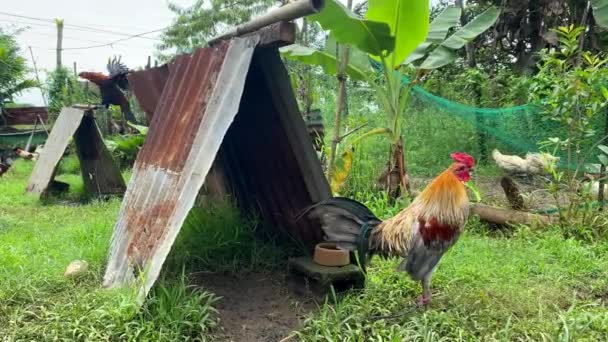 Homemade Chicken Houses Protect Bad Weather Heat Big Beautiful Rooster — Stock Video