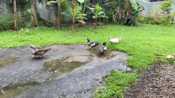 Los Patos Domésticos Bañan Charco Después Lluvia Sobre Fondo Los — Vídeos de Stock