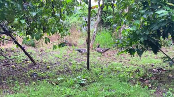 Dwie Domowe Kaczki Chodzą Zielonym Trawniku Wysokiej Jakości Materiał — Wideo stockowe