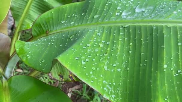 Grote Regendruppels Een Groen Bananenblad Regen Tropen — Stockvideo