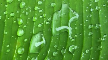 Tropik bölgelerde yağmurdan sonra yeşil muz yaprağına büyük yağmur damlaları düşer..