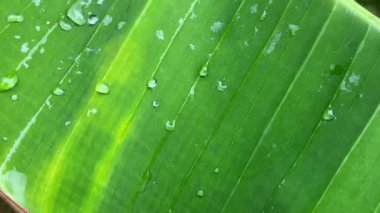 Tropik bölgelerde yağmurdan sonra yeşil muz yaprağına büyük yağmur damlaları düşer..
