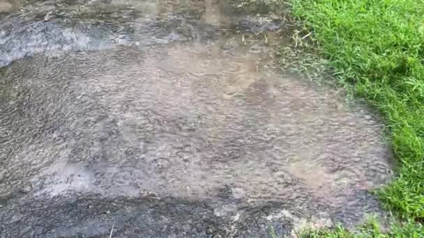 Puddle Met Regendruppels Het Oppervlak Tijdens Regen — Stockvideo