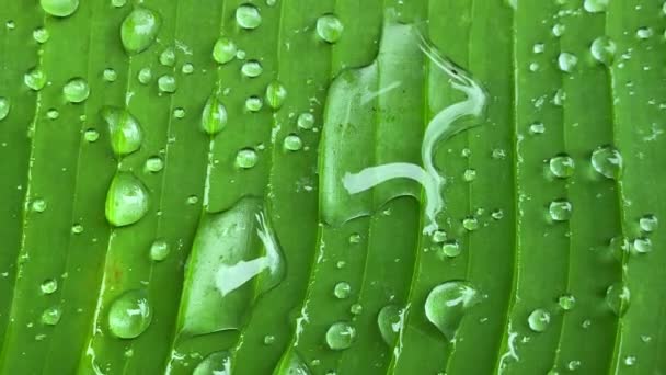 Μεγάλες Σταγόνες Βροχής Ένα Πράσινο Φύλλο Μπανάνας Μετά Βροχή Στις — Αρχείο Βίντεο