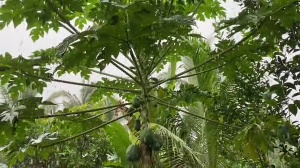 Papaya Fruits Tree Tropical Rain — Stock Video