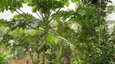 Ağaçtaki Papaya meyveleri. tropik yağmur. 