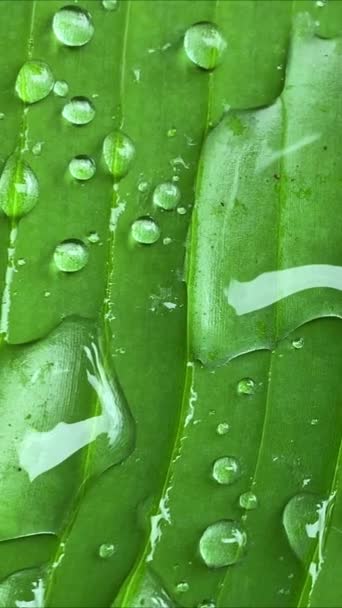 Nagy Esőcseppek Egy Zöld Banánlevélen Eső Után Trópusokon — Stock videók