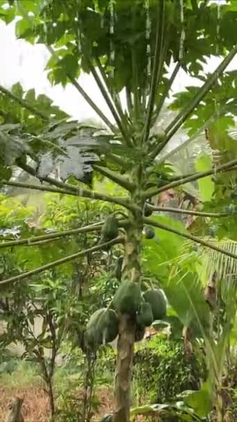 木の上のパパイヤフルーツ 熱帯雨 — ストック動画