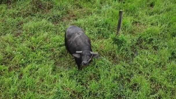Luftaufnahme Eines Carabao Wasserbüffels Auf Einem Feld Auf Den Philippinen — Stockvideo