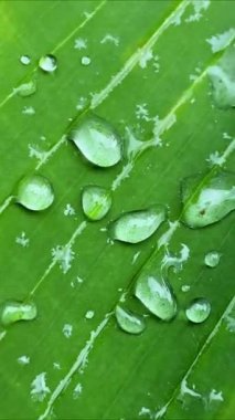 Tropik bölgelerde yağmurdan sonra yeşil muz yaprağına büyük yağmur damlaları düşer..