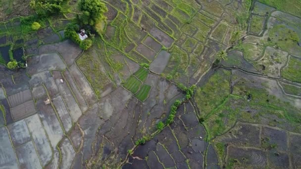 Filipinler Deki Pirinç Tarlalarının Havadan Görünüşü — Stok video