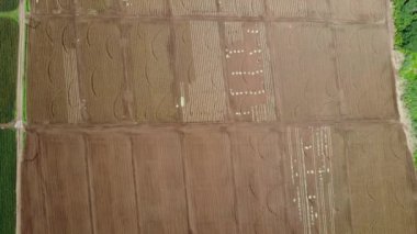 Ananas çiftliğinin havadan görünüşü. Ananas çiftliğinde hasat..