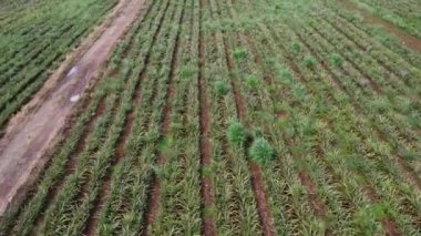 Asya 'daki ananas çiftliğinin havadan görünüşü.