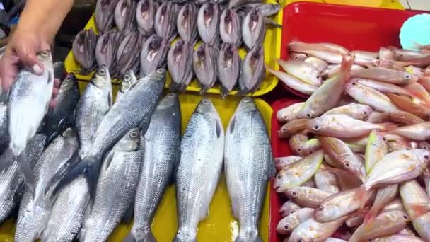 Φρέσκια Ποικιλία Ψαριών Ψαραγορά Στην Ασία Φρέσκο Ψάρι Αγορά Στις — Αρχείο Βίντεο