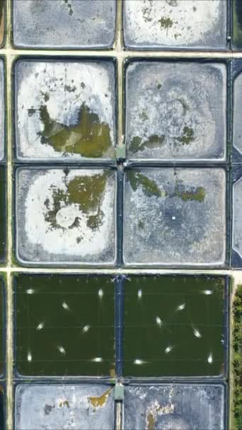 Aerial View Fish Farm Shrimp Farm Artificial Ponds Air Pumps — Stock Video