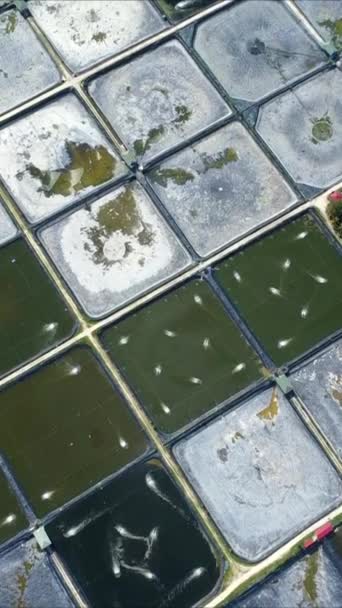 Luftaufnahme Der Fischzucht Garnelenfarm Künstliche Teiche Mit Luftpumpen Für Die — Stockvideo