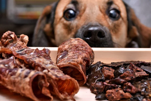 Evcil hayvanlar için doğal ikramlar. Köpekleri beslemek ve motive etmek için kurutulmuş et ürünleri. Köpek maması..