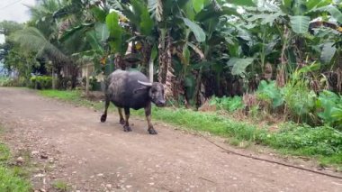 Bir bufalo karabaosu, tropik ağaçların arka planında toprak bir yolda yürüyor..
