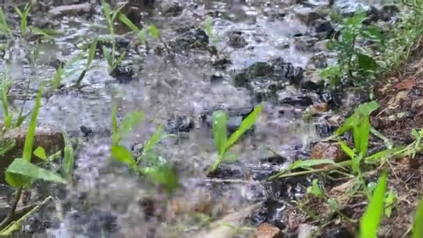 Puddle Raindrops Surface Rain — Stock Video