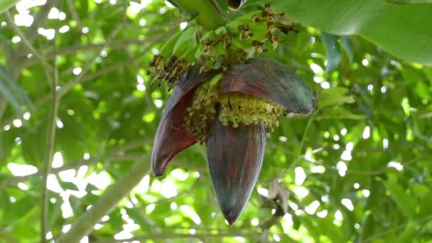 Otwarty Kwiat Banana Małymi Zielonymi Bananami — Wideo stockowe