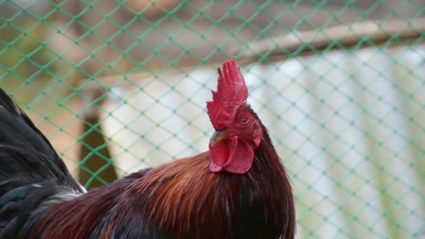 Close Portrait Rooster Chicken Head — Stock Video