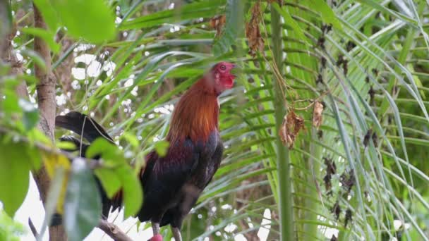 Ein Großer Schöner Hahn Kräht Laut Huhn Auf Einer Palme — Stockvideo