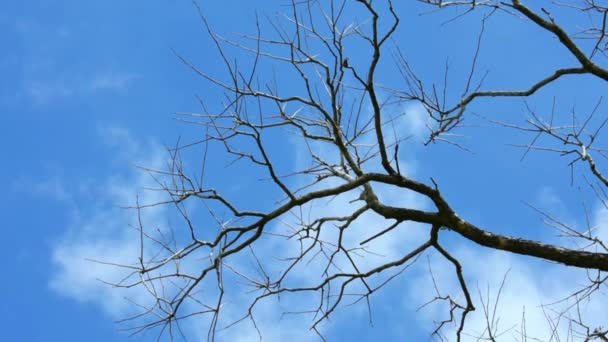 Árvore Morta Murcha Contra Céu Com Nuvens Movimento — Vídeo de Stock