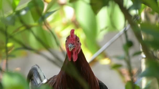 Portret Koguta Bliska Głowa Kurczaka — Wideo stockowe