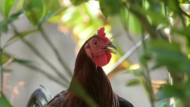 Potret Dekat Seekor Ayam Jago Kepala Ayam — Stok Video